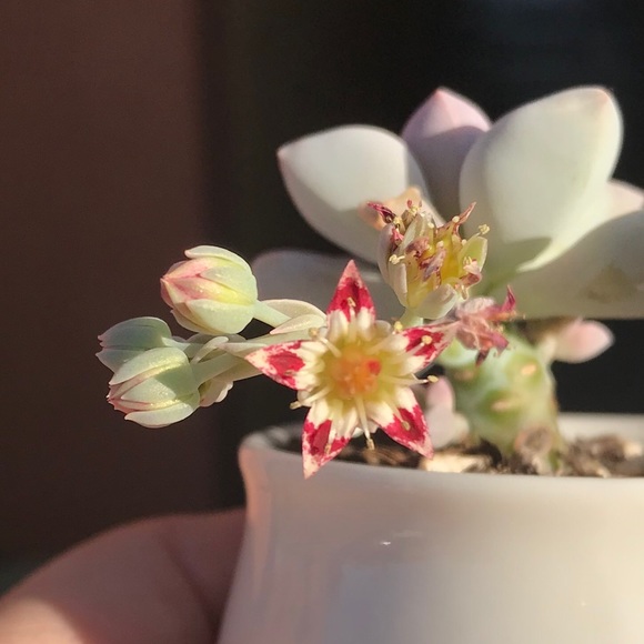 Meet Your Posher! -Nikole Elizabeth Ball - Picture 3 of 7